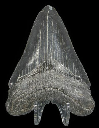 Serrated, Fossil Megalodon Tooth - Georgia #68041